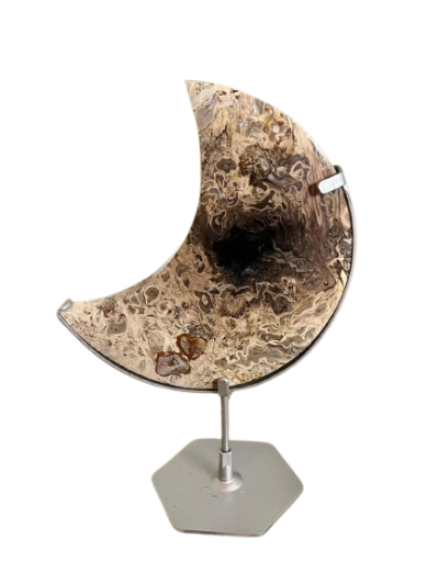 Palm Root (Petrified Wood)